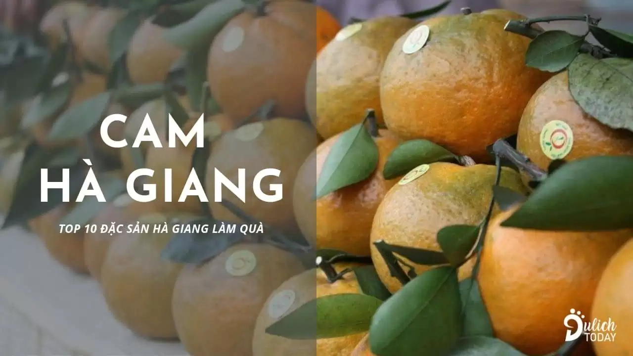 Cam Hà Giang ngọt, nhiều nước