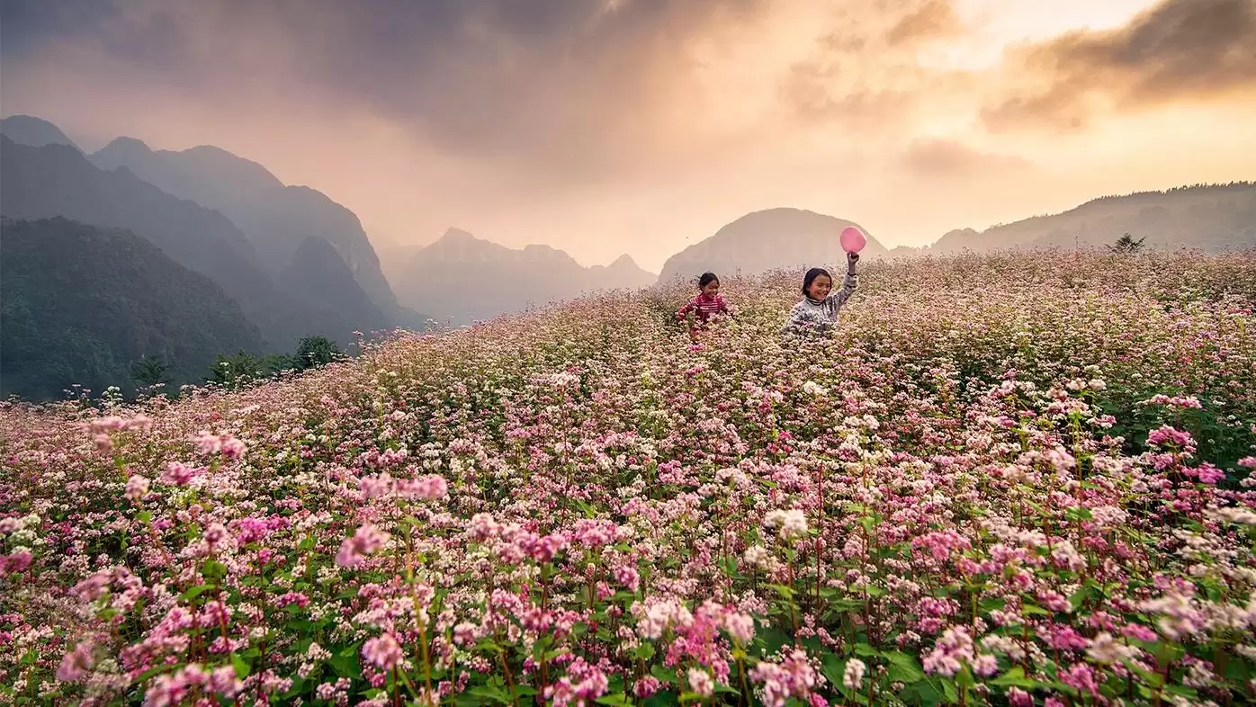 Cao nguyên đá mùa tam giác mạch