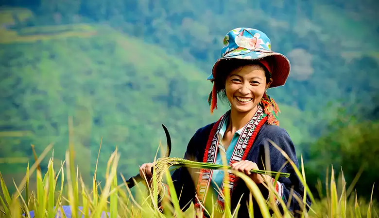 hà giang mùa lúa