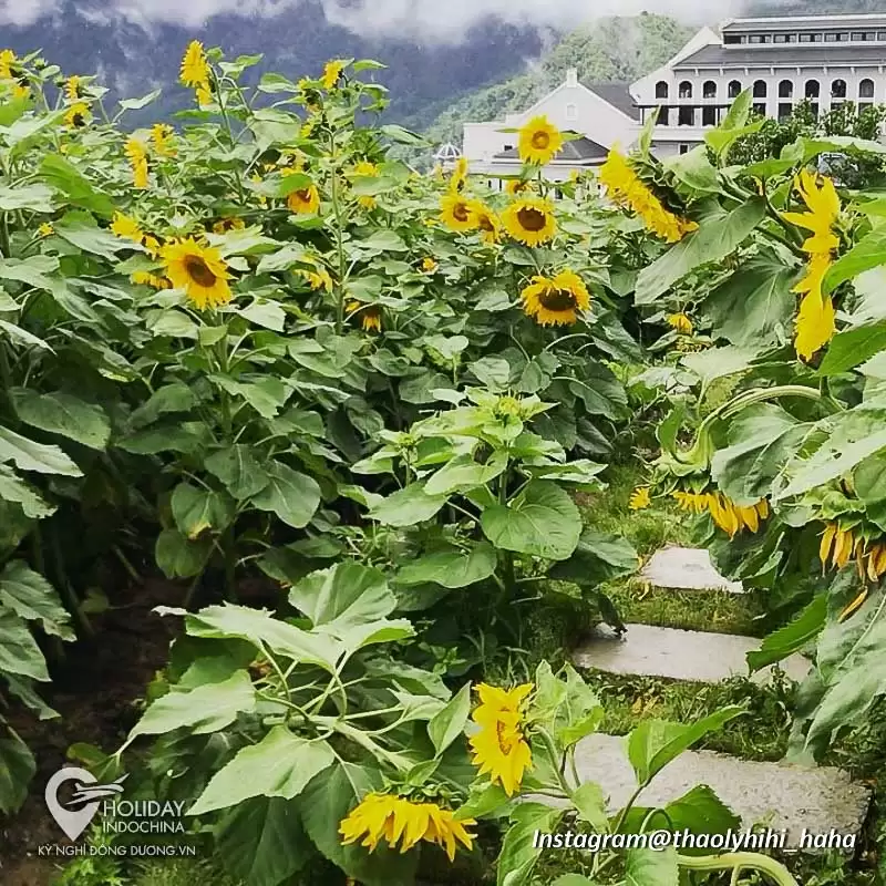 tour sapa giá rẻ