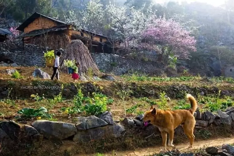 du-lich-ha-giang-thang-12-3