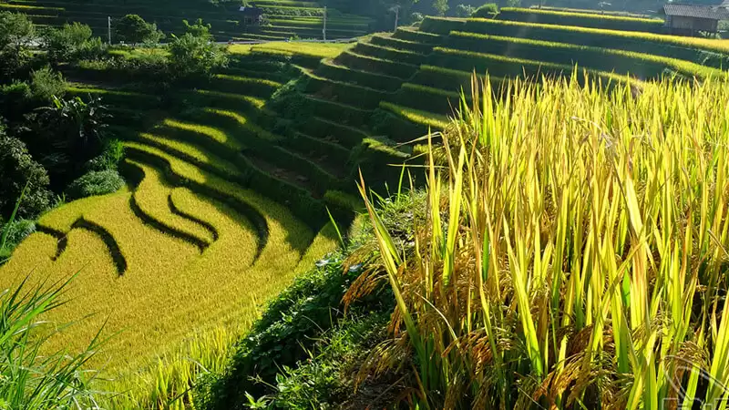 Lúa chín ở Đồng Văn