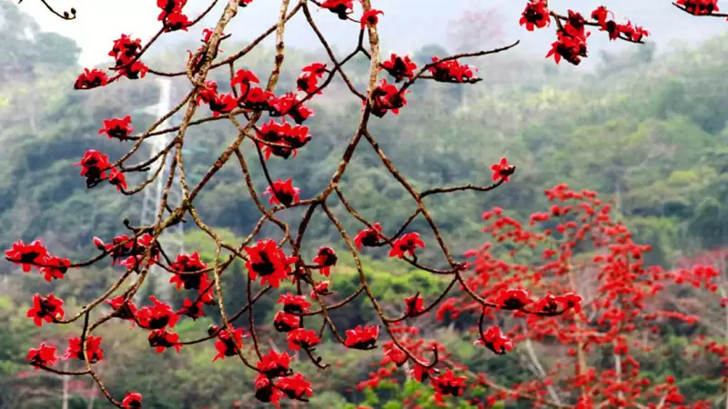 Mùa hoa gạo đỏ rực