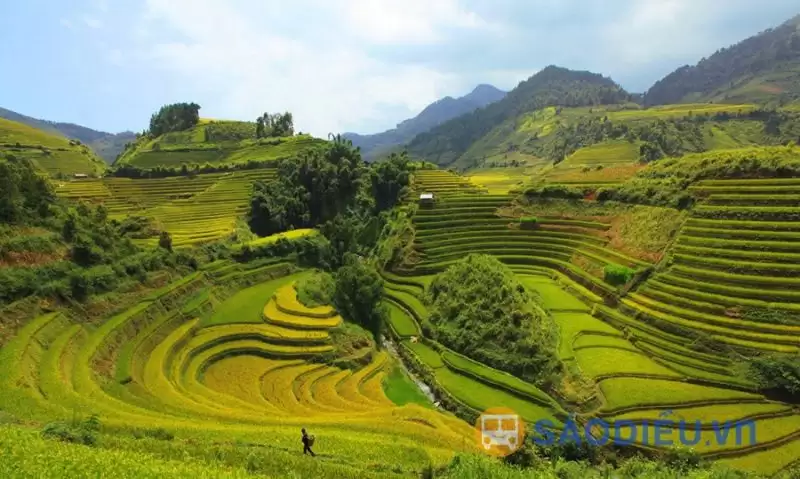 Cung đường Tả Van – Lao Chải đặc biệt đẹp vào mùa lúa chín khoảng tháng 9, tháng 10