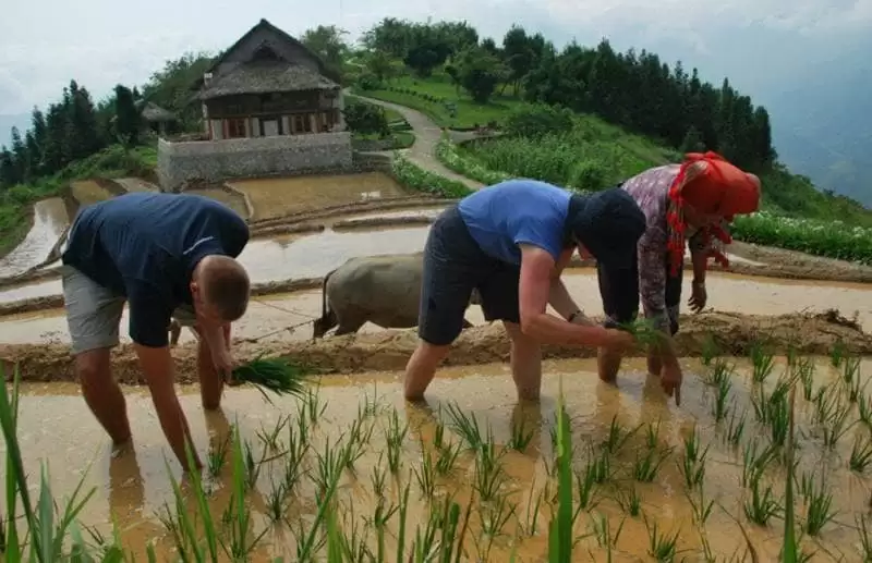 Trải nghiệm "đi cấy" tại Topas Ecolodge Sapa