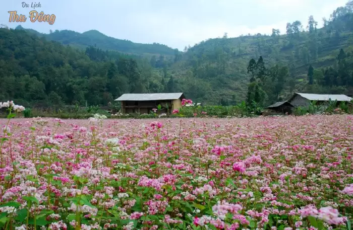 Hoa tam giác mạch nở rộ