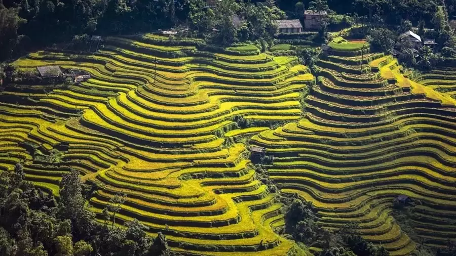 Ruộng bậc thang tại Hoàng Su Phì